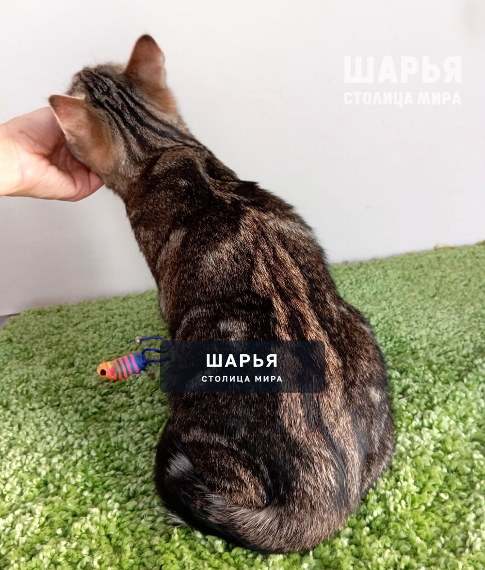 Молодой котик Тимошка в поиске надежного хозяина! — Шарья — фото 7