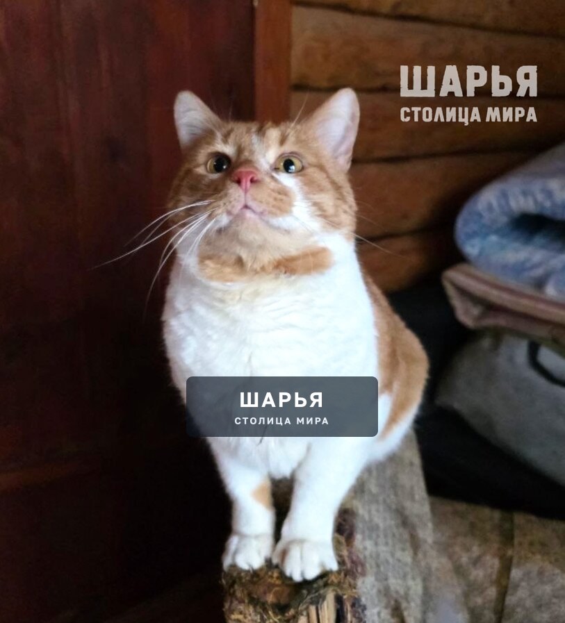 Кот Рыженос в поисках хорошего хозяина! — Шарья — фото 3