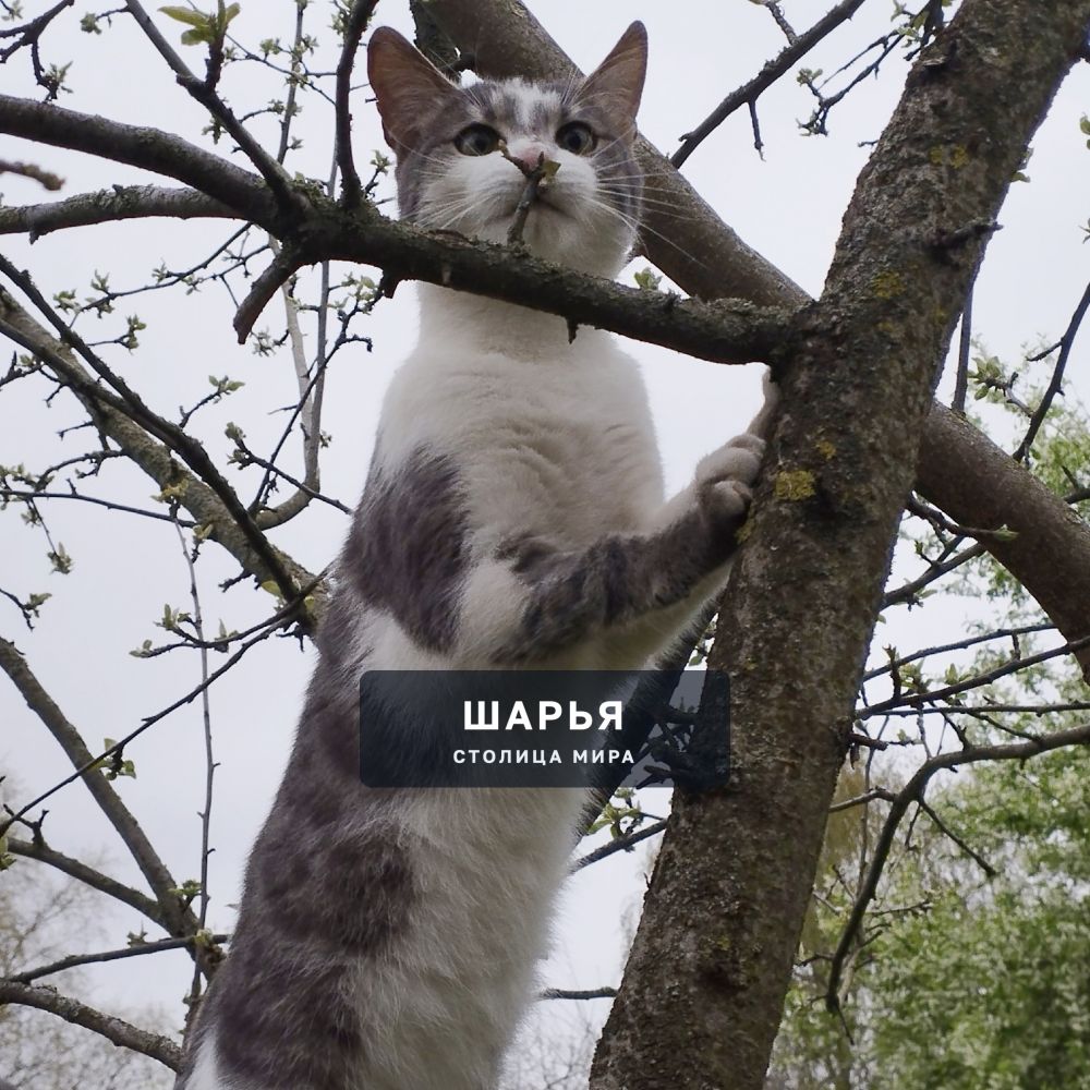 Котик Зайка — Шарья — фото 3
