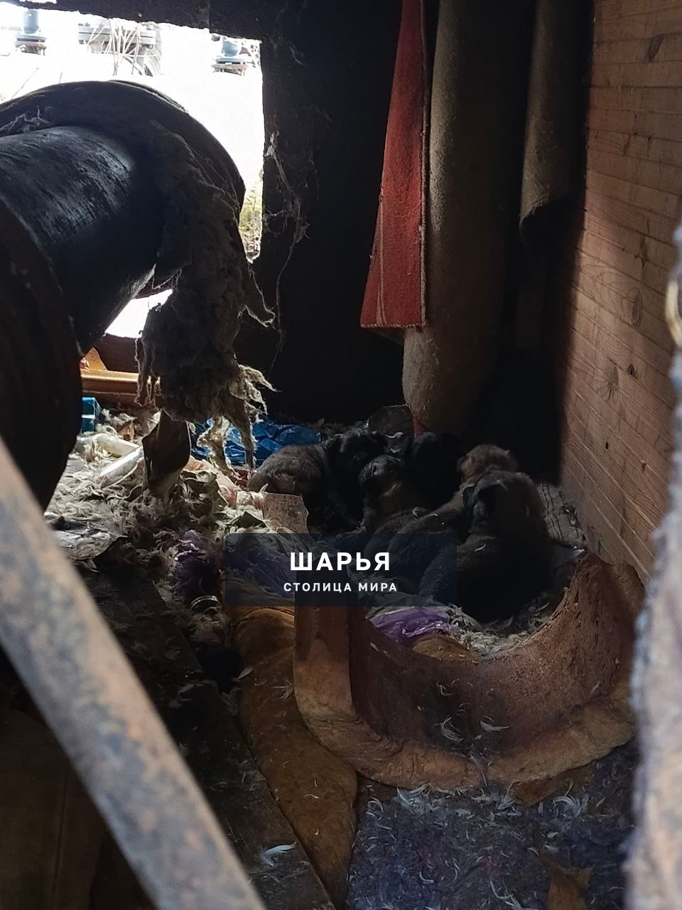 Юбилейная, у ГИБДД живут 8 щенят и 2 взрослых собаки, боятся, корм не принимают, у некоторых… — Шарья