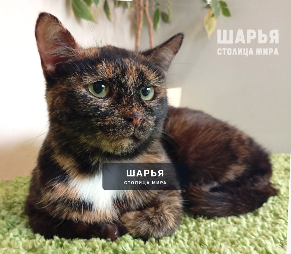Черепаховая красавица Боня ищет дом! — Шарья — фото 2