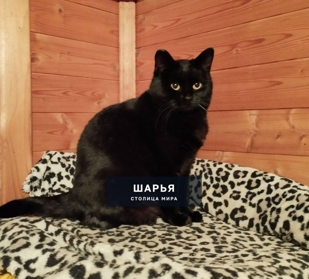 Ищем дом и надёжного человека — Шарья