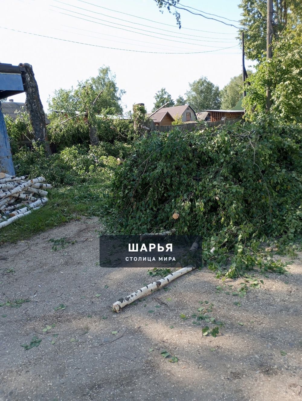 У нас сегодня тоже пилят деревья — Шарья — фото 4