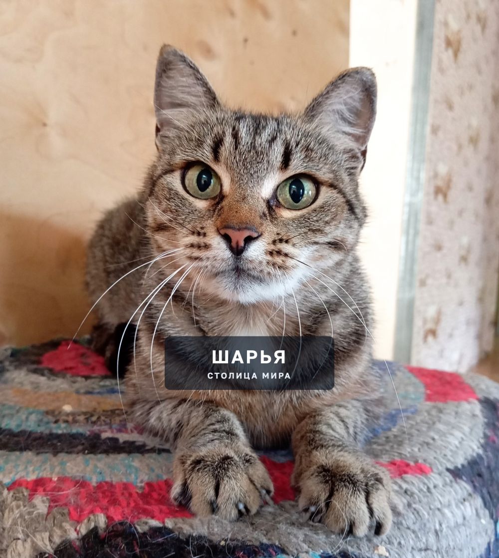 Мура, Мурочка, Мурёна! Ну очень ласковая киса! — Шарья