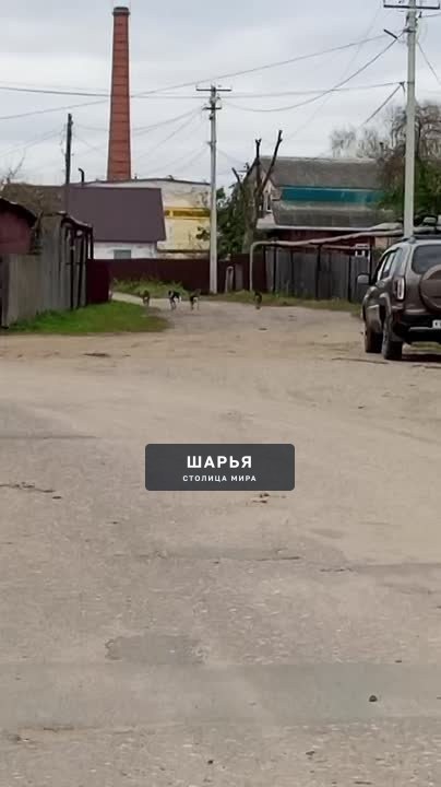 Администрация города. Уберите стаю в Ветлужском — Шарья