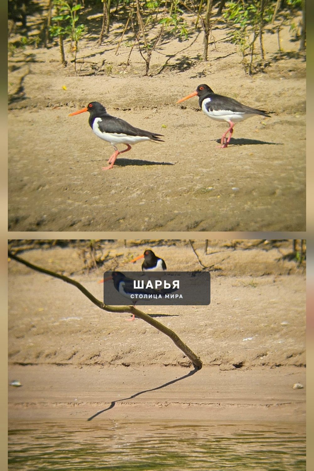 Кулики на берегу Ветлуги — Шарья