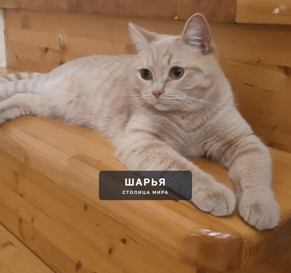 Потерялся Кот-Персик!В районе ул.Октябрьская-ул.Корегинская! — Шарья
