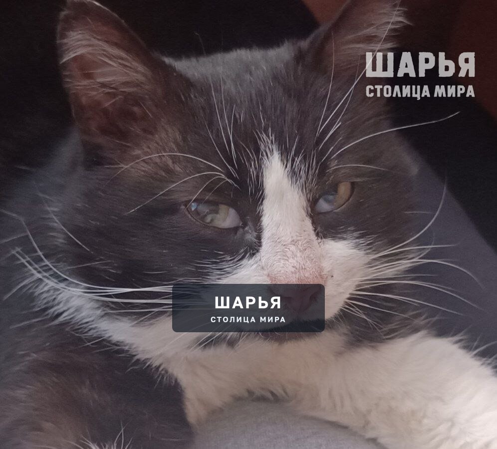 ПРОПАЛ КОТ! В районе улицы Гоголя — Шарья