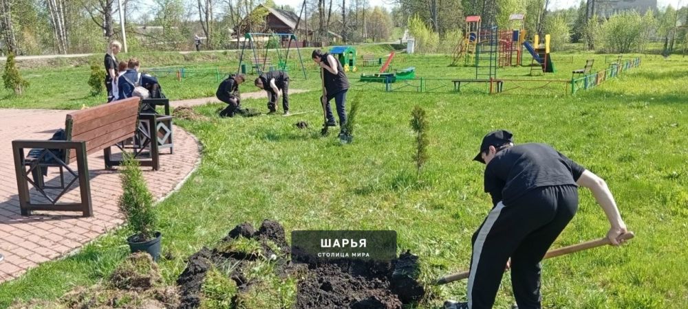 Молодежь Шарьи и Шарьинского района высаживает молодые деревья — Шарья
