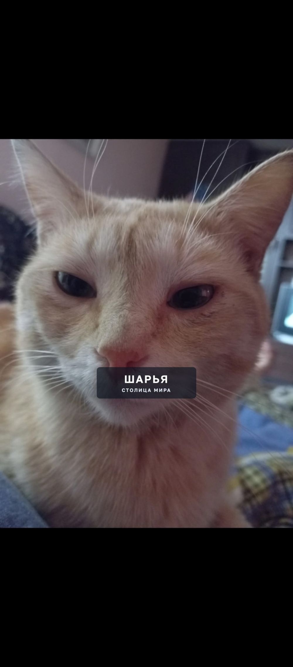 "Пропал кот. Отзывается на кличку "Персик", есть шрамик небольшой на правом глазу сверху, на… — Шарья — фото 3