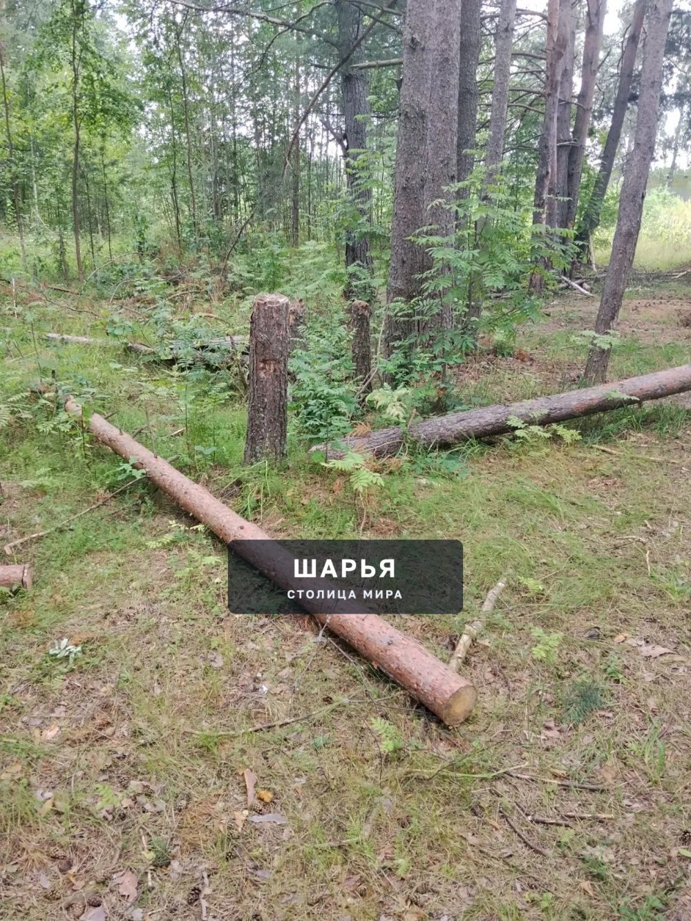 Шарьинцев приглашают на субботник в парке в Козлово — Шарья — фото 4