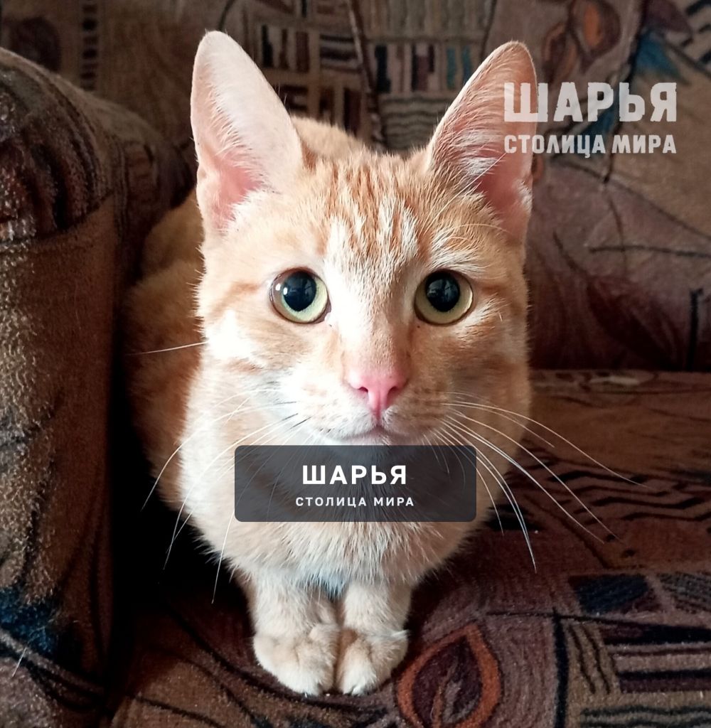 Милый Рыжик в поисках своего Человека! — Шарья — фото 6
