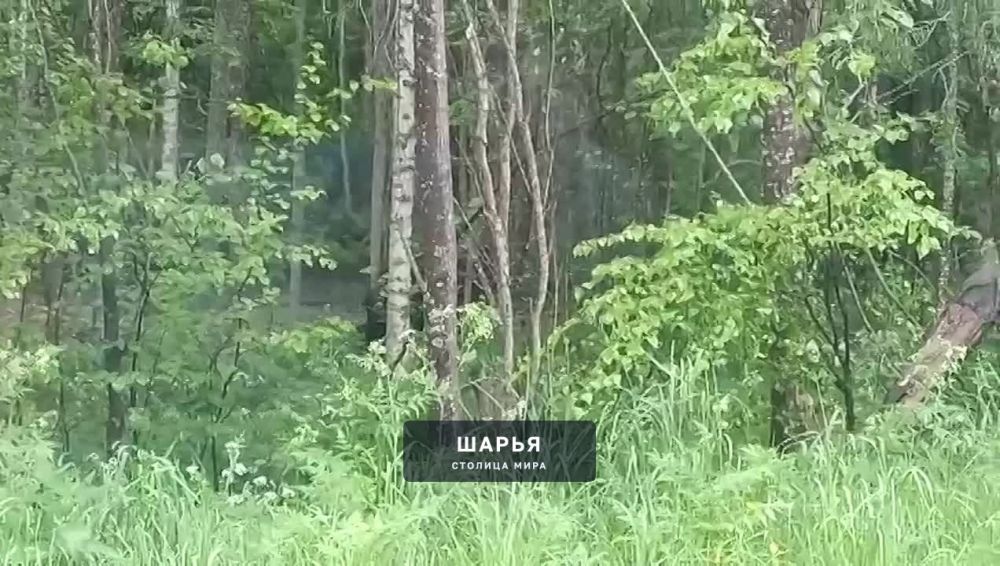 Под Шарьей, не стесняясь, разгуливает медведь — Шарья