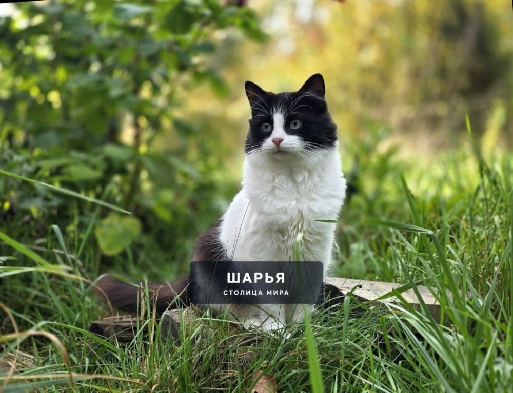 Кошечка Матрёна, красавица и ласкуша, ищет самого надежного хозяина! — Шарья — фото 5