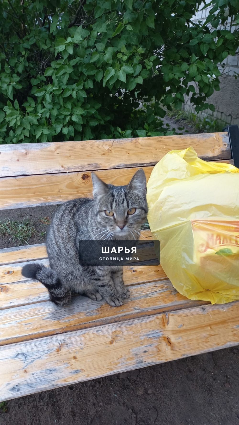 Кто потерял кошечку? Ищите 1 микрорайон д.29а — Шарья