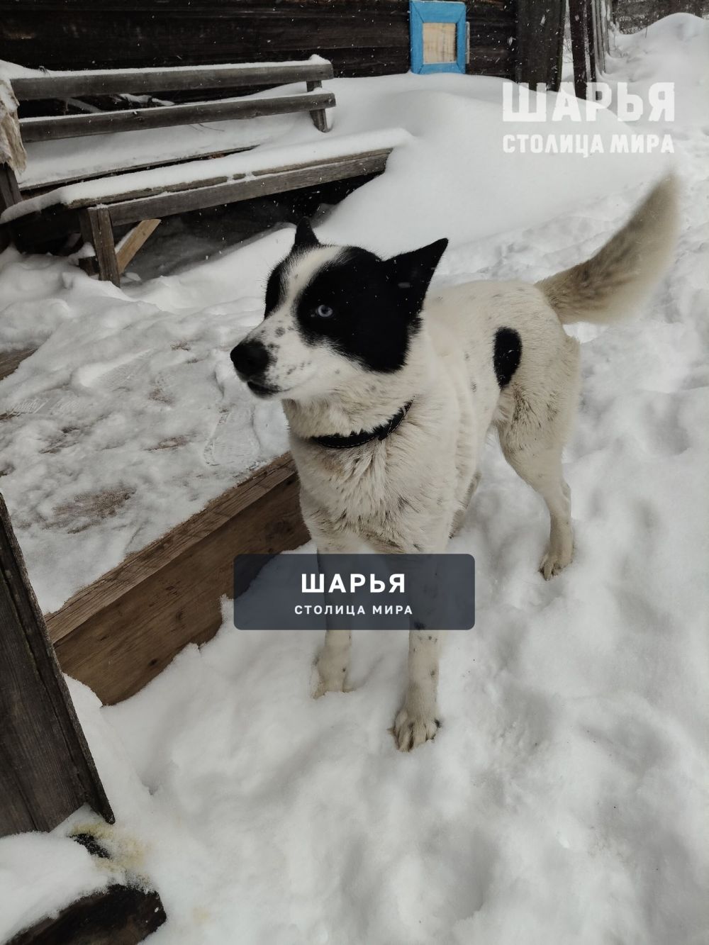 Прибилась собака, ручная очень ласковая, в ошейнике — Шарья — фото 2