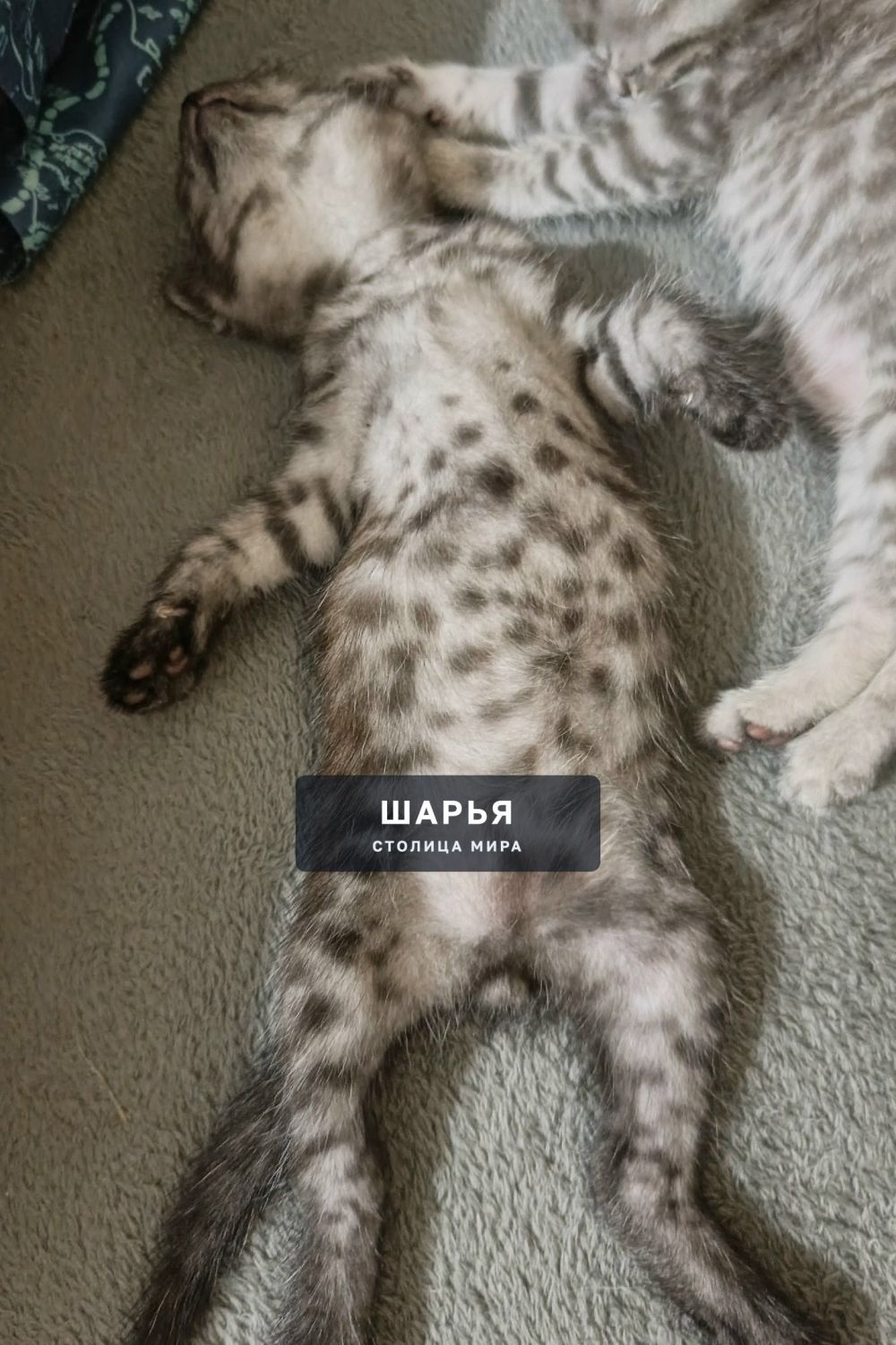 Отдам в добрые руки котят, остались двое девочка и мальчик — Шарья