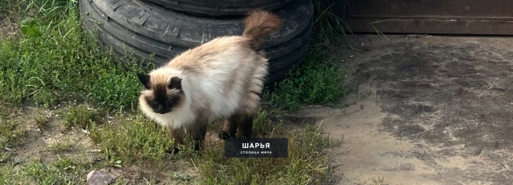 Пожалуйста, помогите найти, кот потерялся еще с конца осени, ушел гулять и не вернулся, если… — Шарья — фото 3