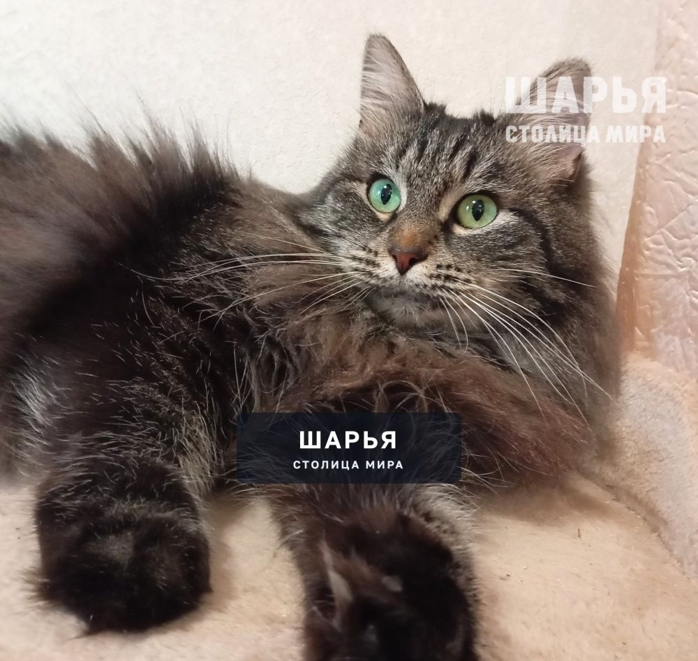Кошечка Шура. Фенотип сибирской породы — Шарья — фото 5