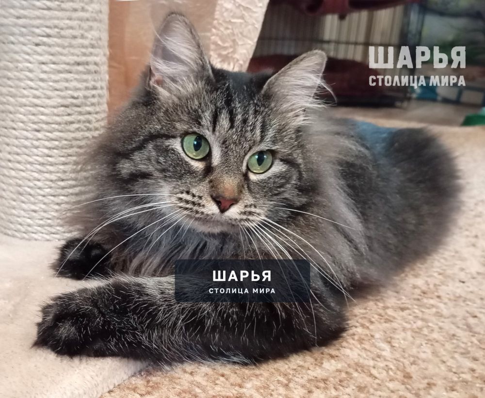Кошечка Шура. Фенотип сибирской породы — Шарья — фото 2