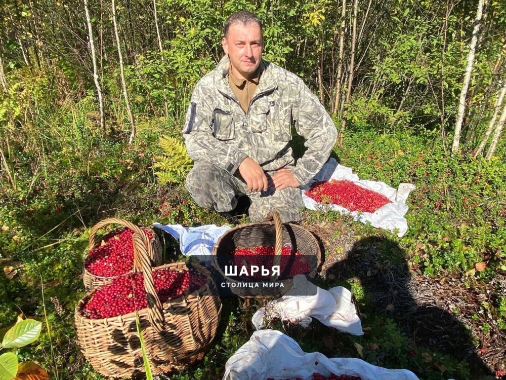 В лесах сейчас обилие ягод — щедрый урожай радует — Шарья
