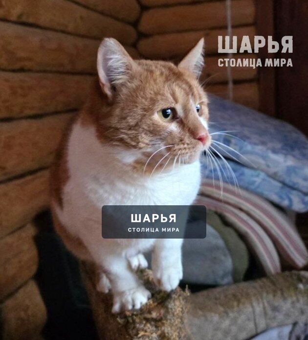 Кот Рыженос в поисках хорошего хозяина! — Шарья — фото 4