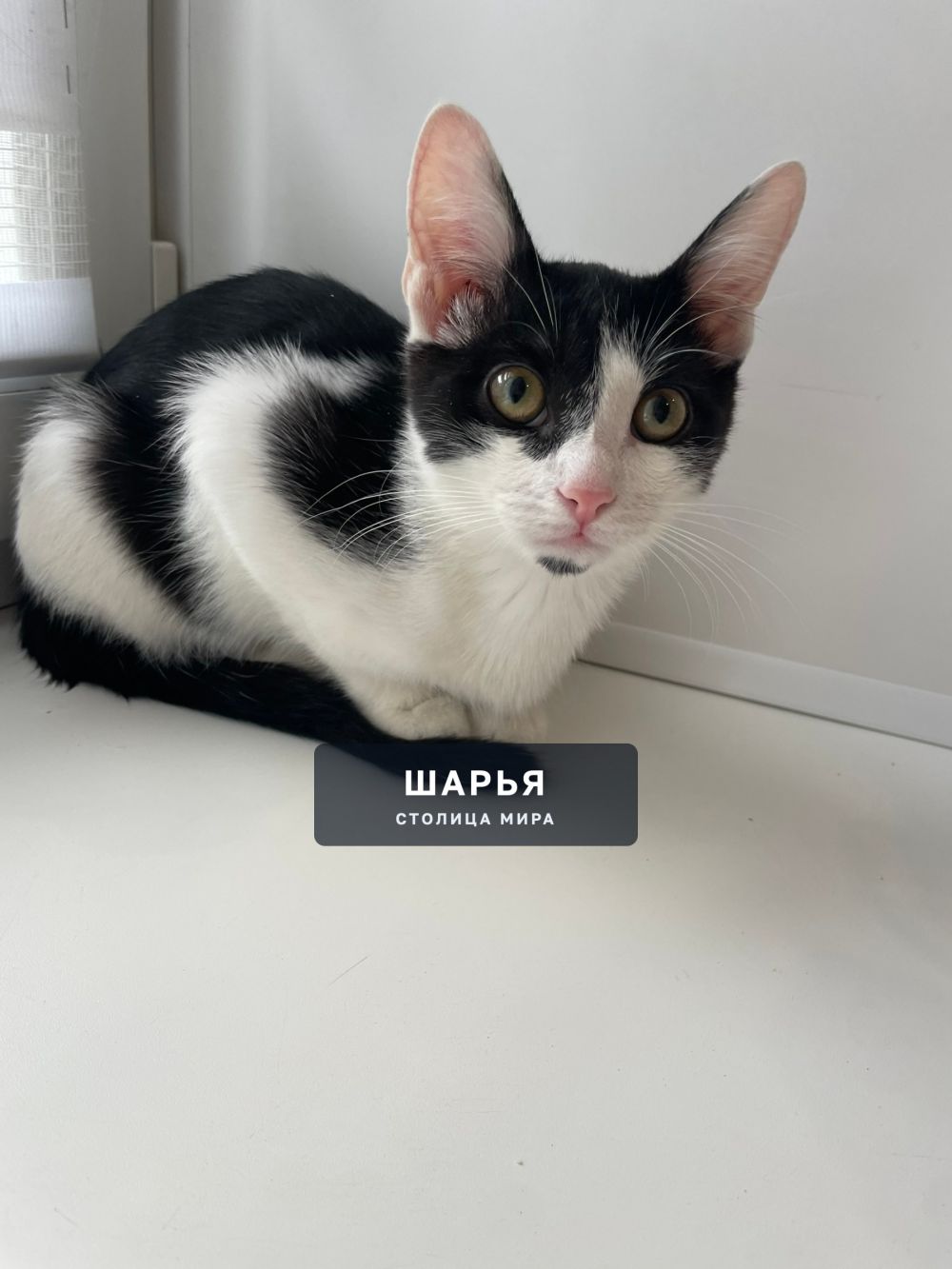 Котёнок ищет дом! Помогите найти котёнку хозяина! — Шарья — фото 4