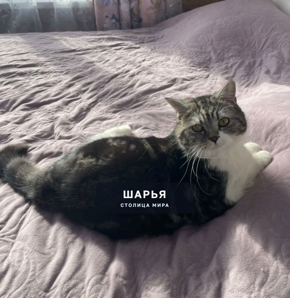 Пропал котпо кличке Сёма!! — Шарья