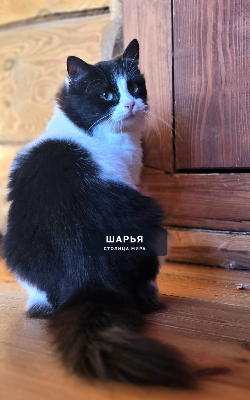 Кошечка Матрёна, красавица и ласкуша, ищет самого надежного хозяина! — Шарья — фото 4