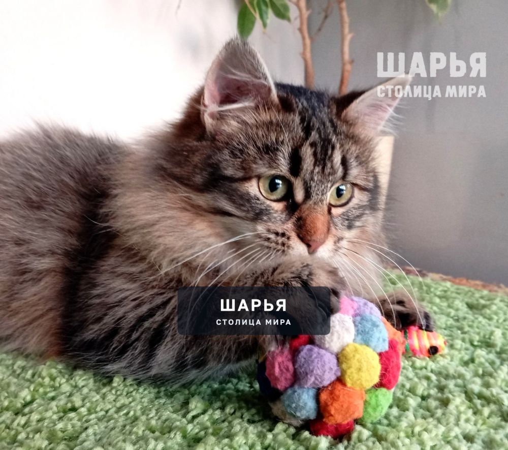 Знакомьтесь, котик Ерофей, Ерошенька, Ерошка! — Шарья — фото 6