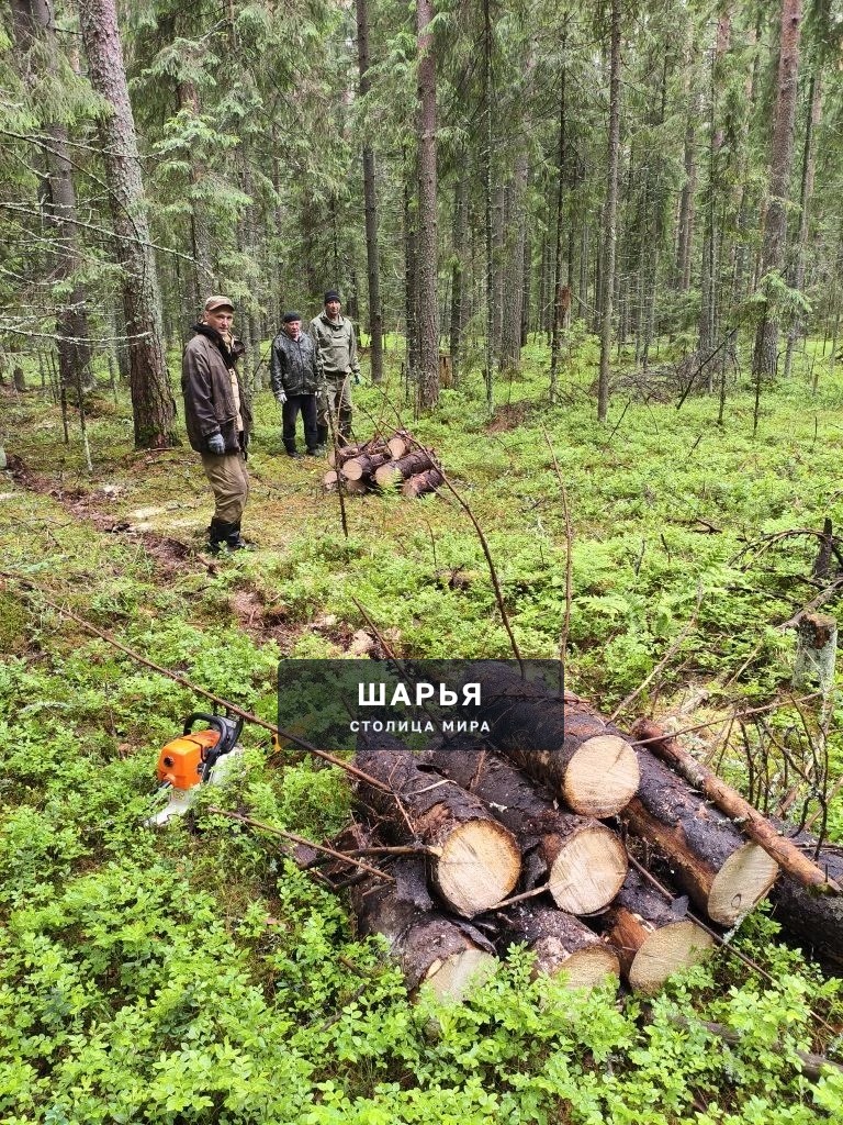 Неликвидная древесина убрана, лес очищен — Шарья — фото 2