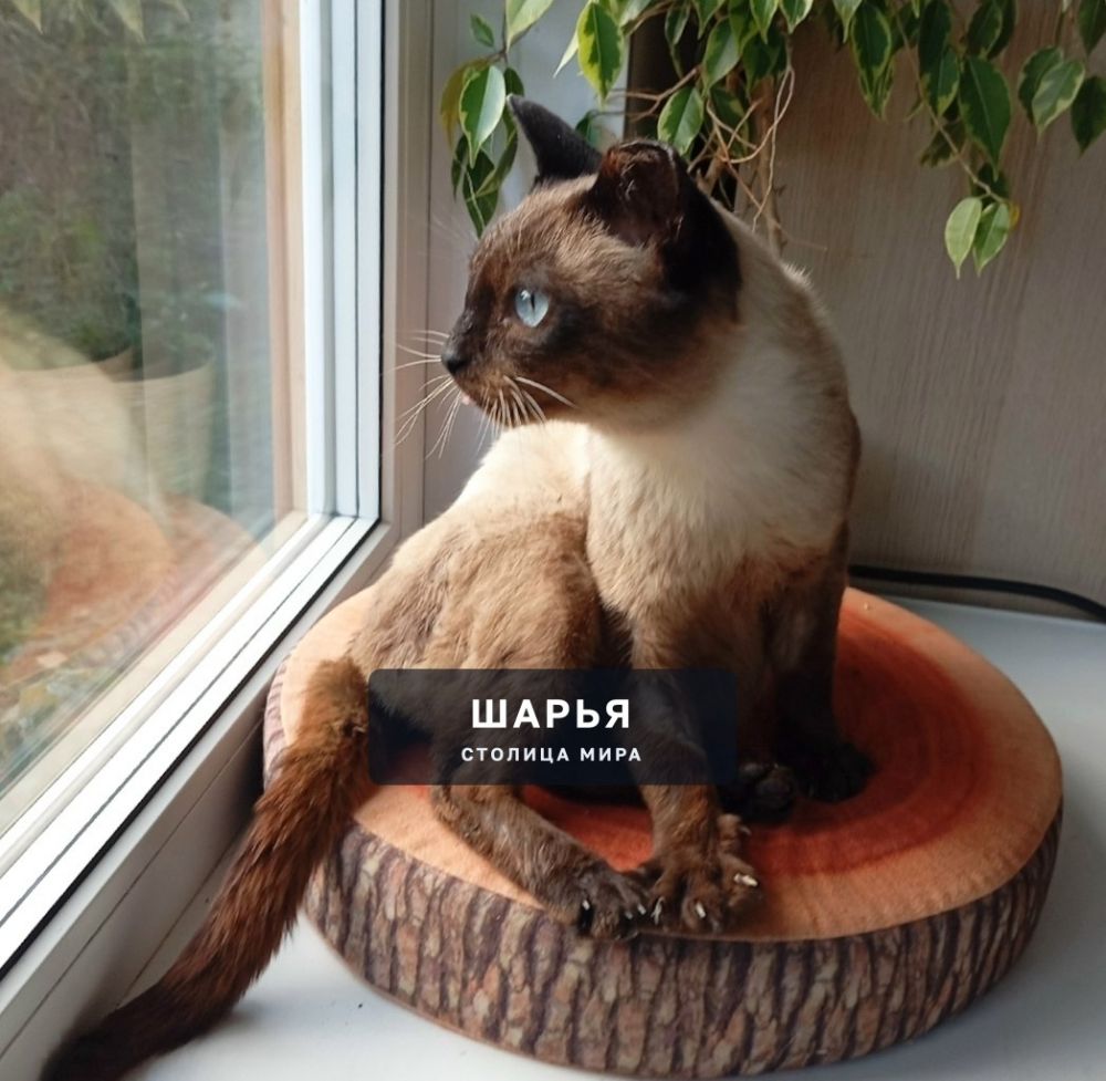 Кот Симон, или просто Симка готов к поиску доброго хозяина — Шарья — фото 3