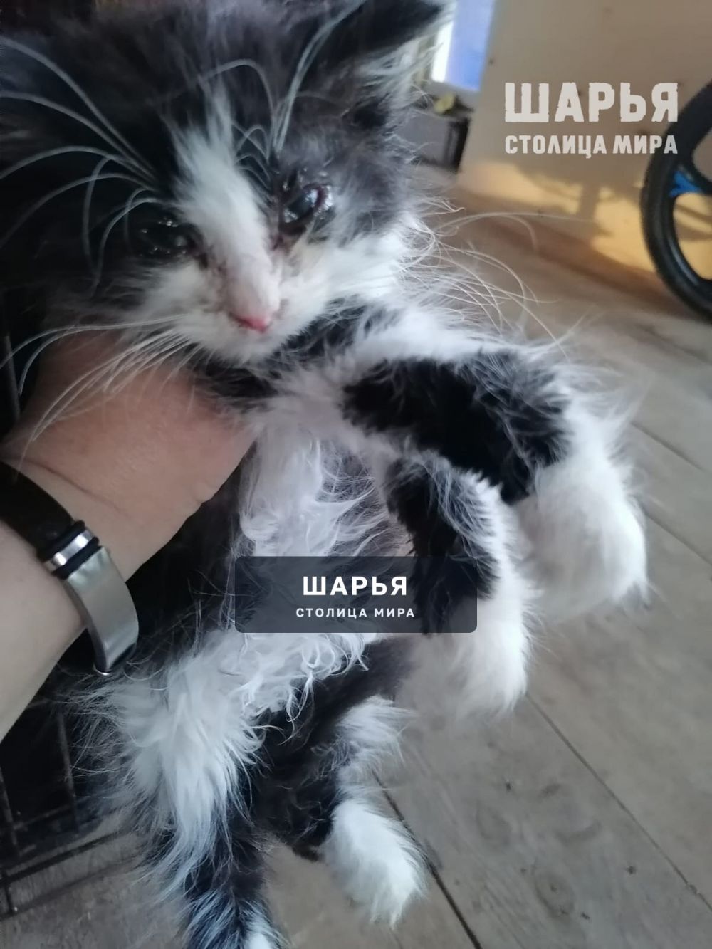 Котята в добрые руки — Шарья — фото 7