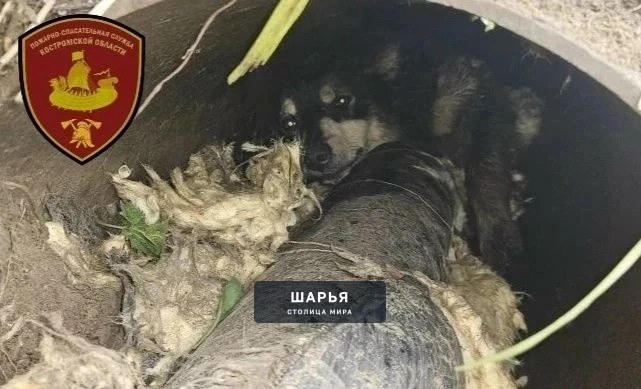 Шарьинским спасателям пришлось разрезать металл, чтобы спасти собаку — Шарья