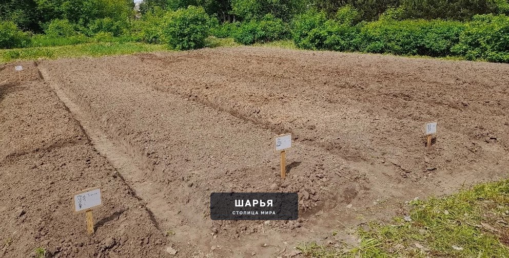 Шарьинская школа начала разрабатывать лесной питомник — Шарья — фото 2
