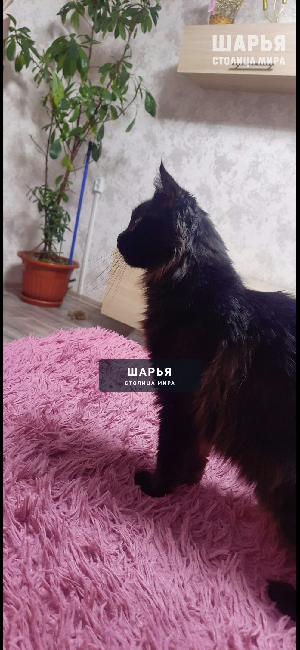 14.04 Убежала кошечка в районе ул Терешковой Ветлужский — Шарья — фото 4