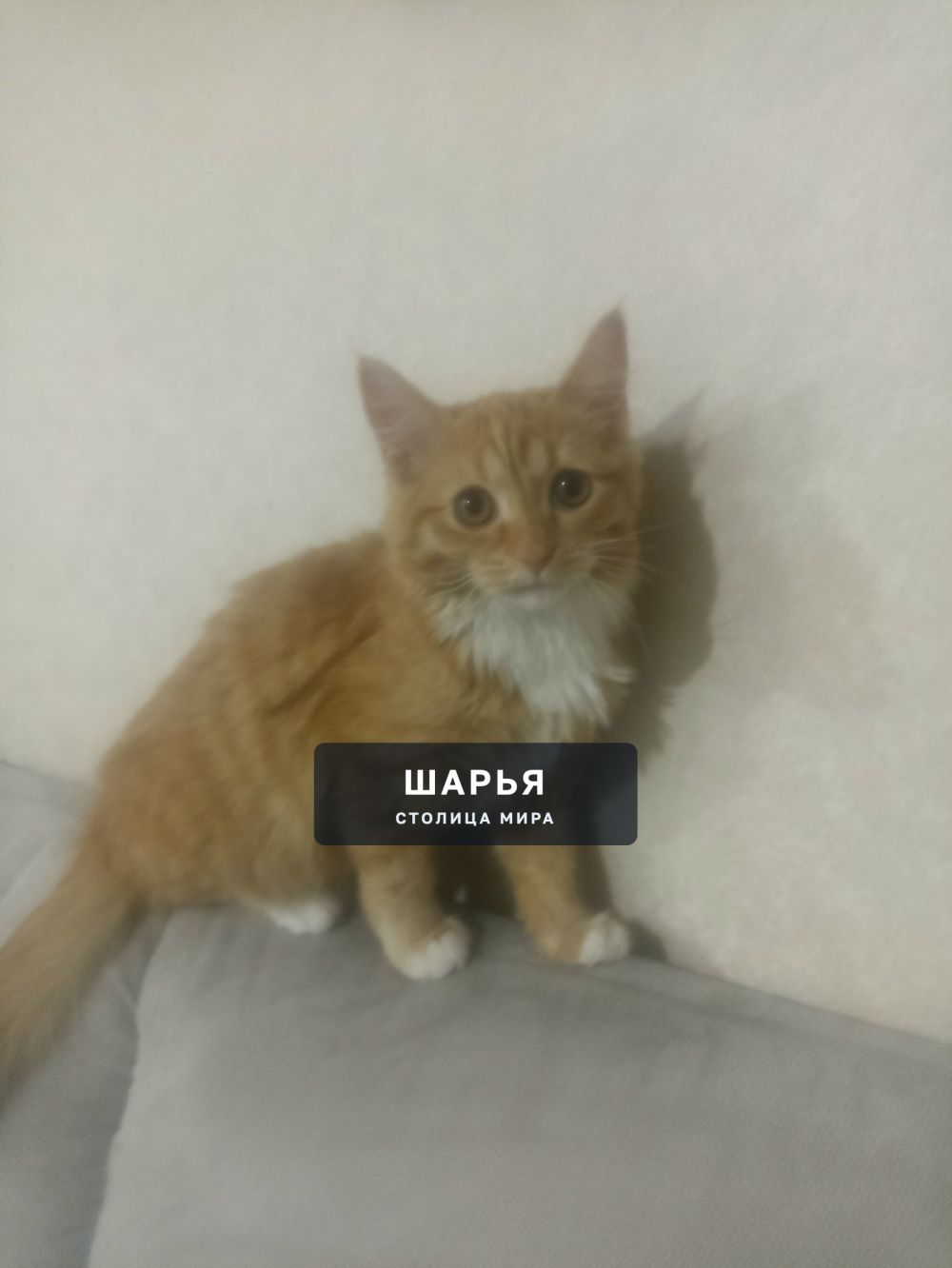Пропала кошка возраст 9 месяцев — Шарья