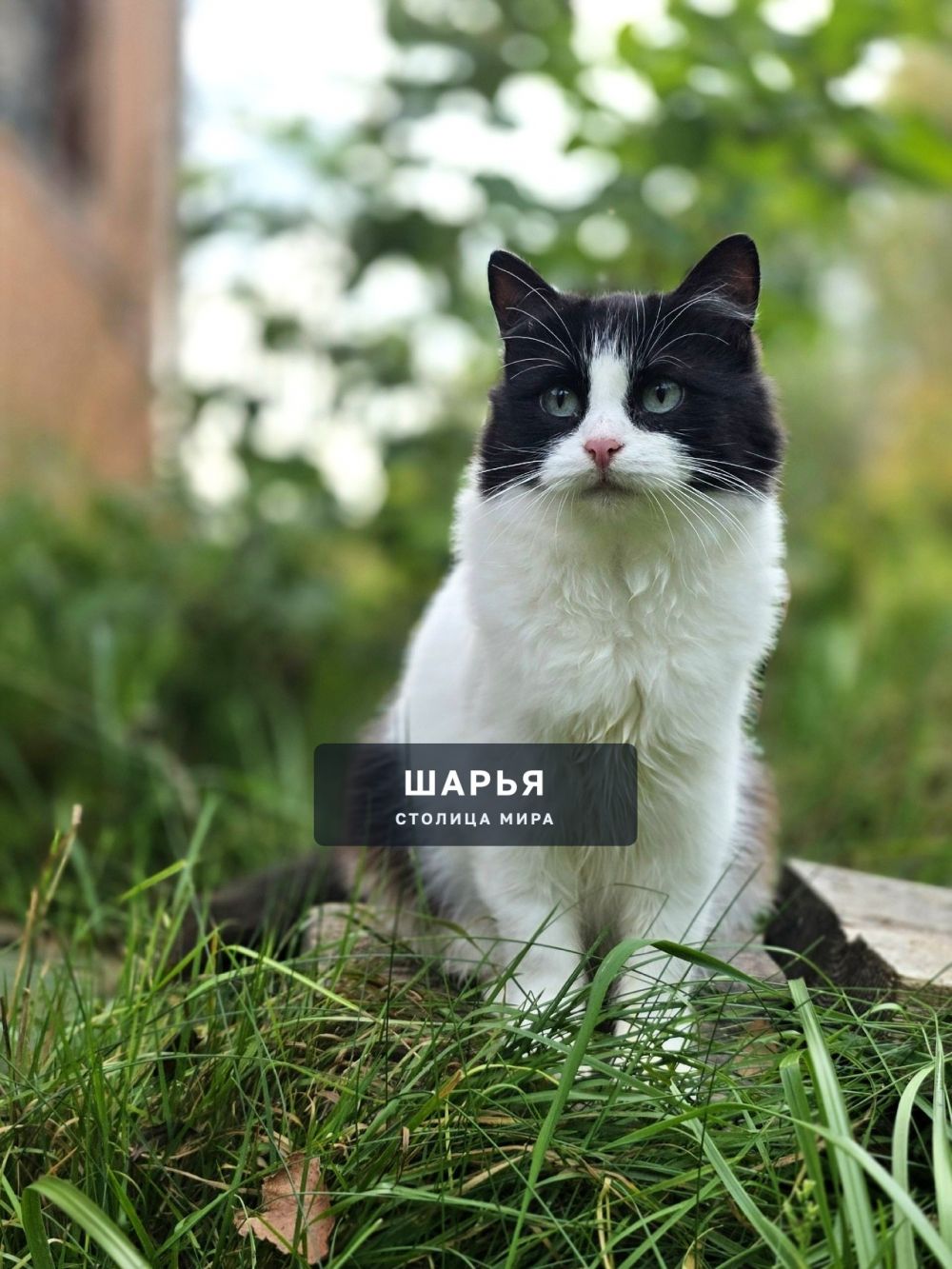 Кошечка Матрёна, красавица и ласкуша, ищет самого надежного хозяина! — Шарья — фото 3