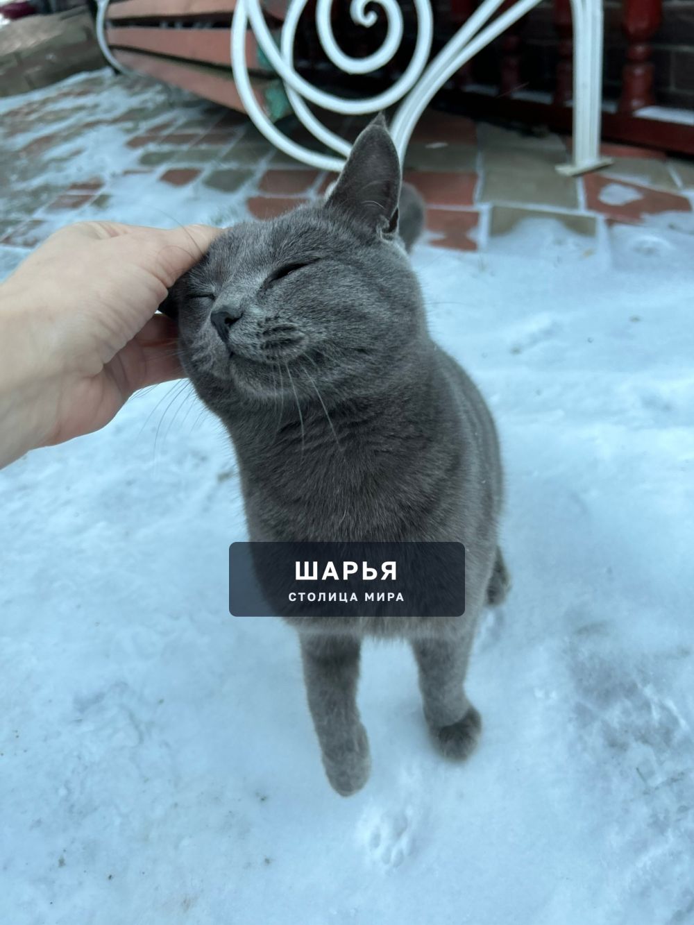 Шарьинцы, кто потерял чудесного кота? — Шарья — фото 2