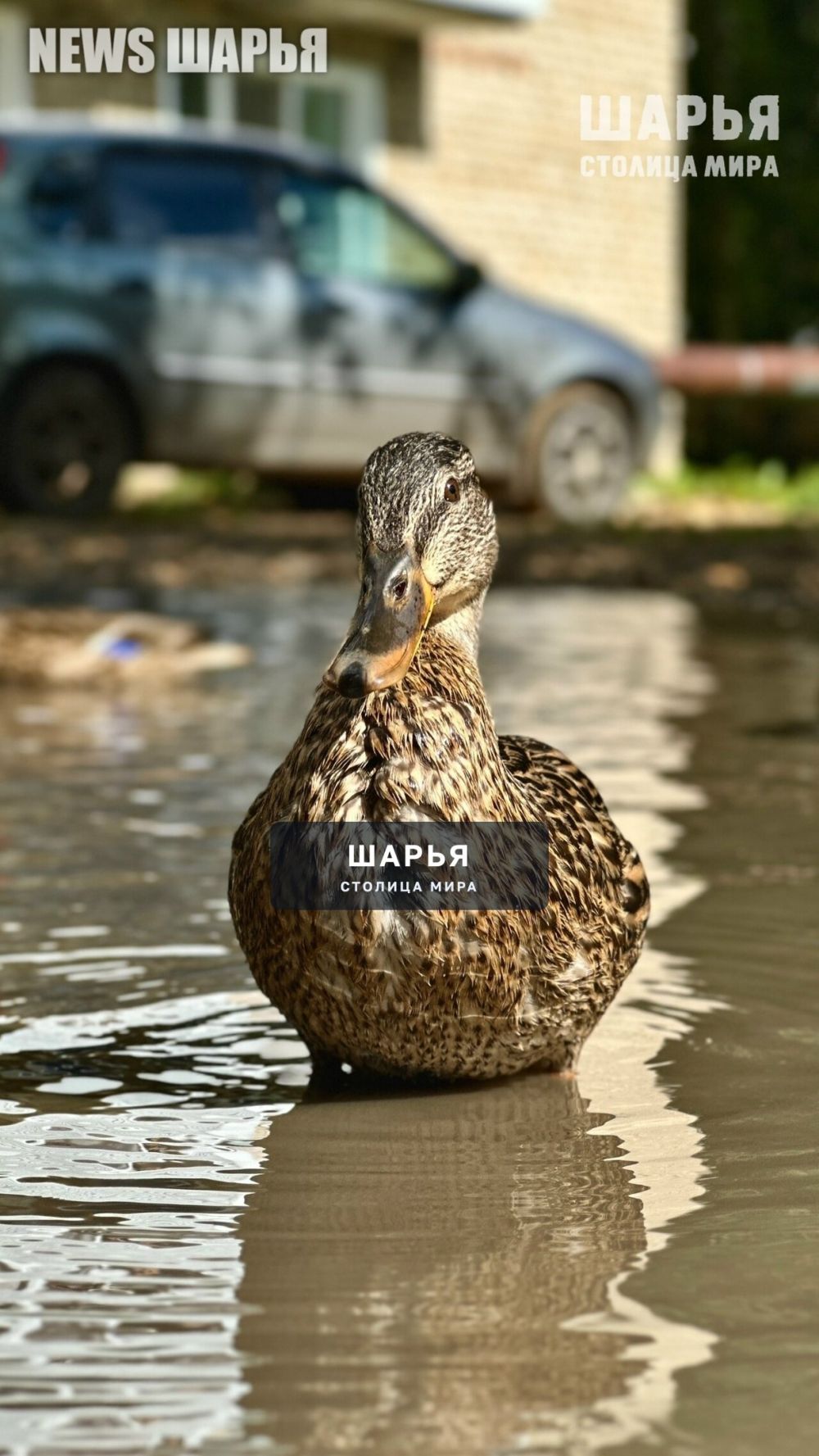 Шарьинцы находят плюсы даже в больших минусах — Шарья