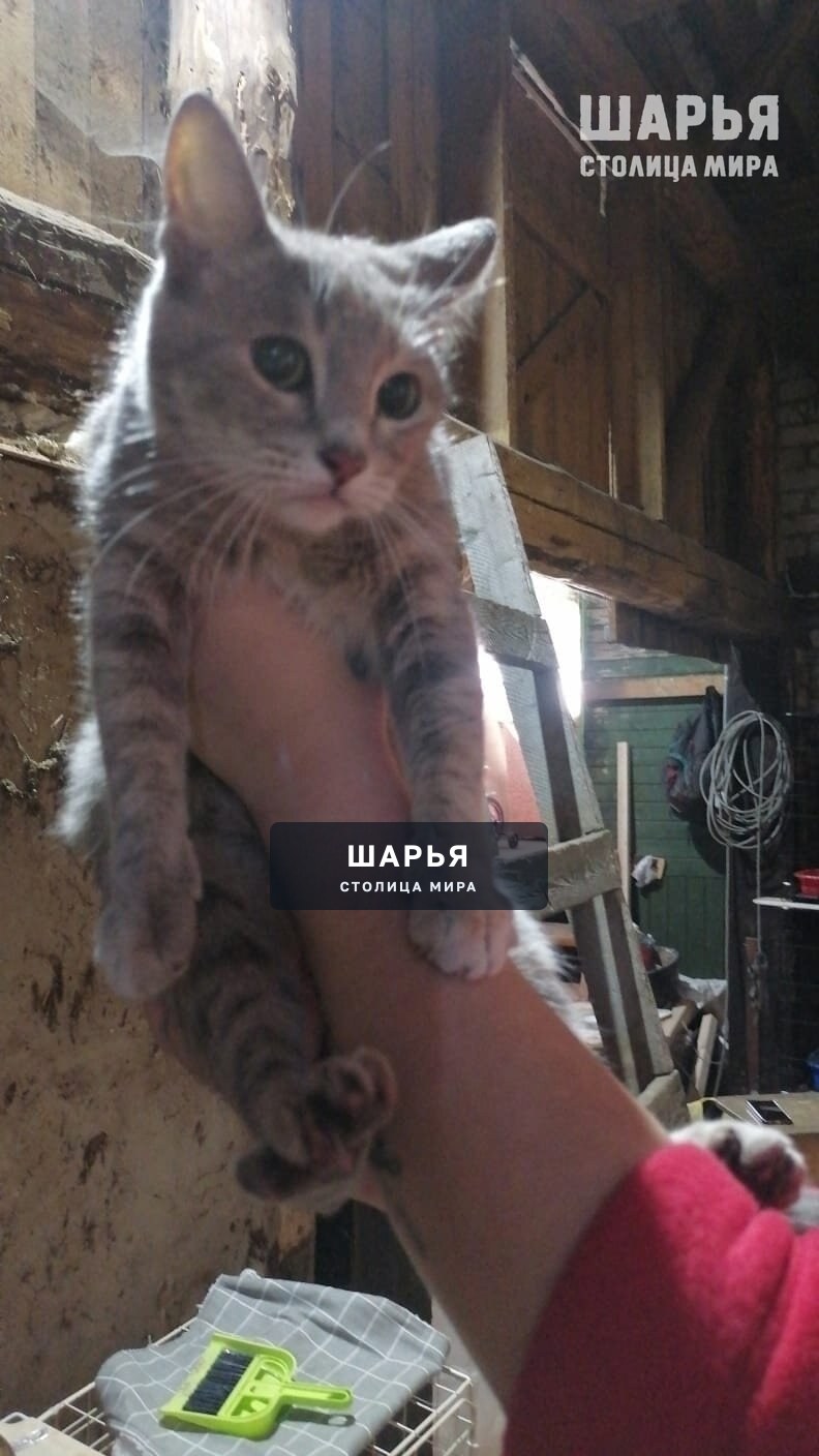 СРОЧНО 2 кошки ищут дом — Шарья — фото 2