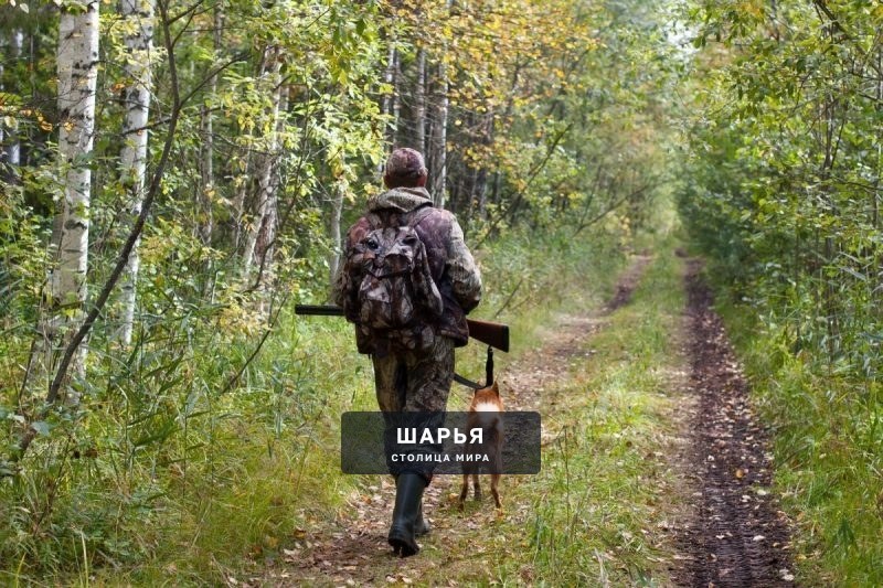 В Костромской области стартовал сезон охоты — Шарья