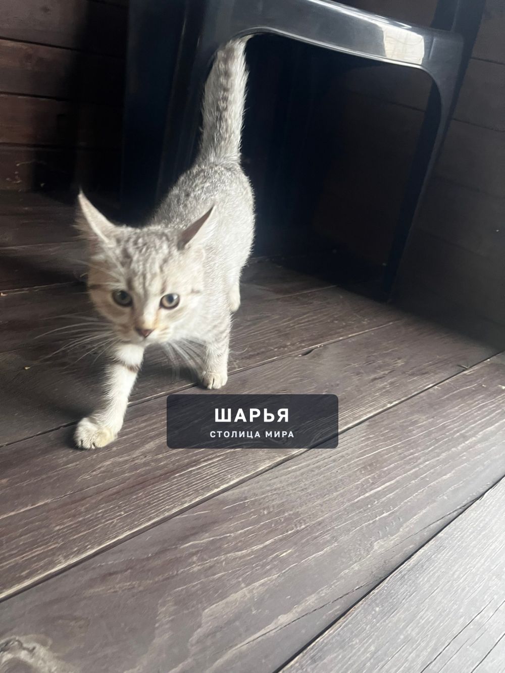 Пришел котенок в поле чудес, чья потеряшка — Шарья — фото 2
