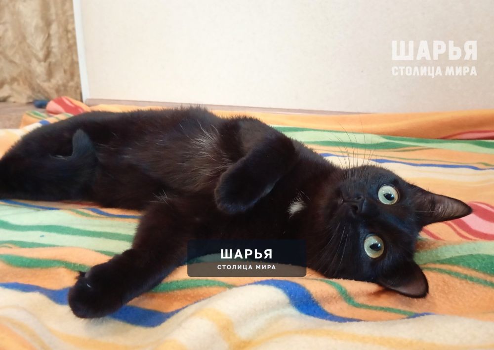 Ищем любящую семью для очаровательного котика Джексона — Шарья — фото 7