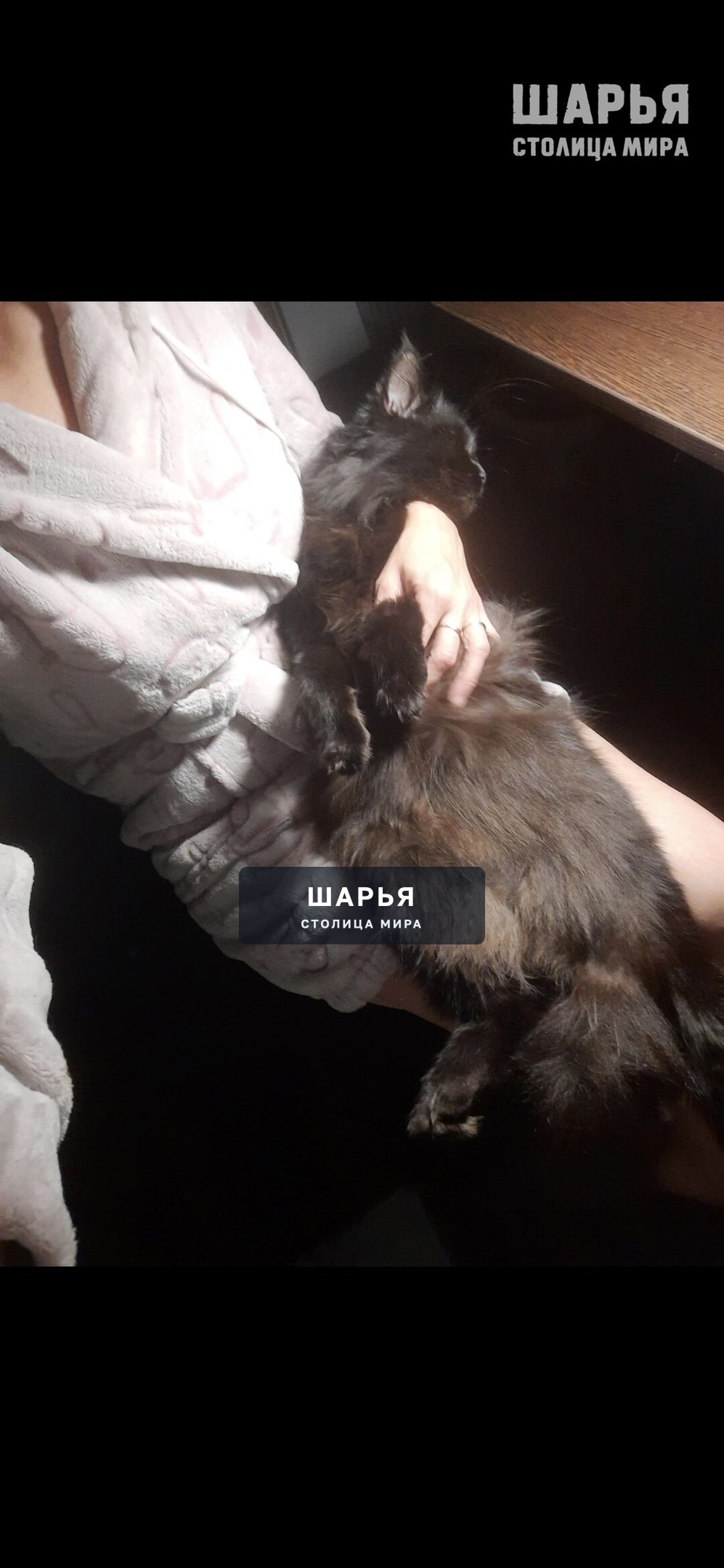 14.04 Убежала кошечка в районе ул Терешковой Ветлужский — Шарья — фото 2