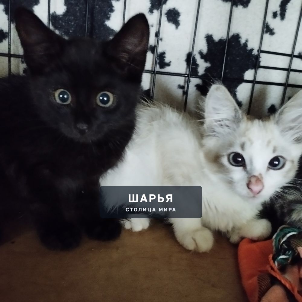 Ушастикам- пушистикам, котикам- бездмышам нужен ДОМ — Шарья — фото 2