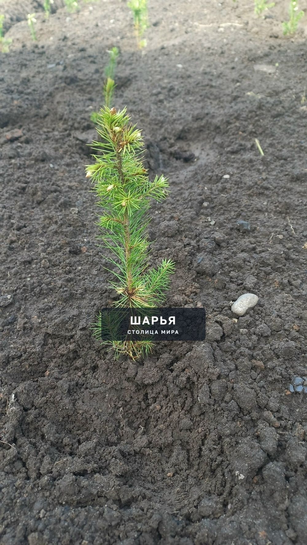 Шарьинская школа начала разрабатывать лесной питомник — Шарья — фото 8
