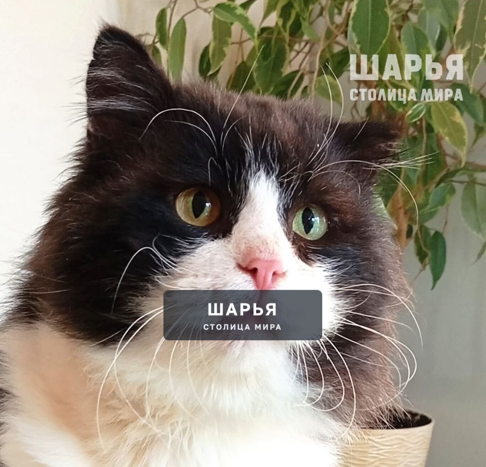Дункан - брутальный кот в самом расцвете сил - в поисках постоянного места жительства — Шарья — фото 3