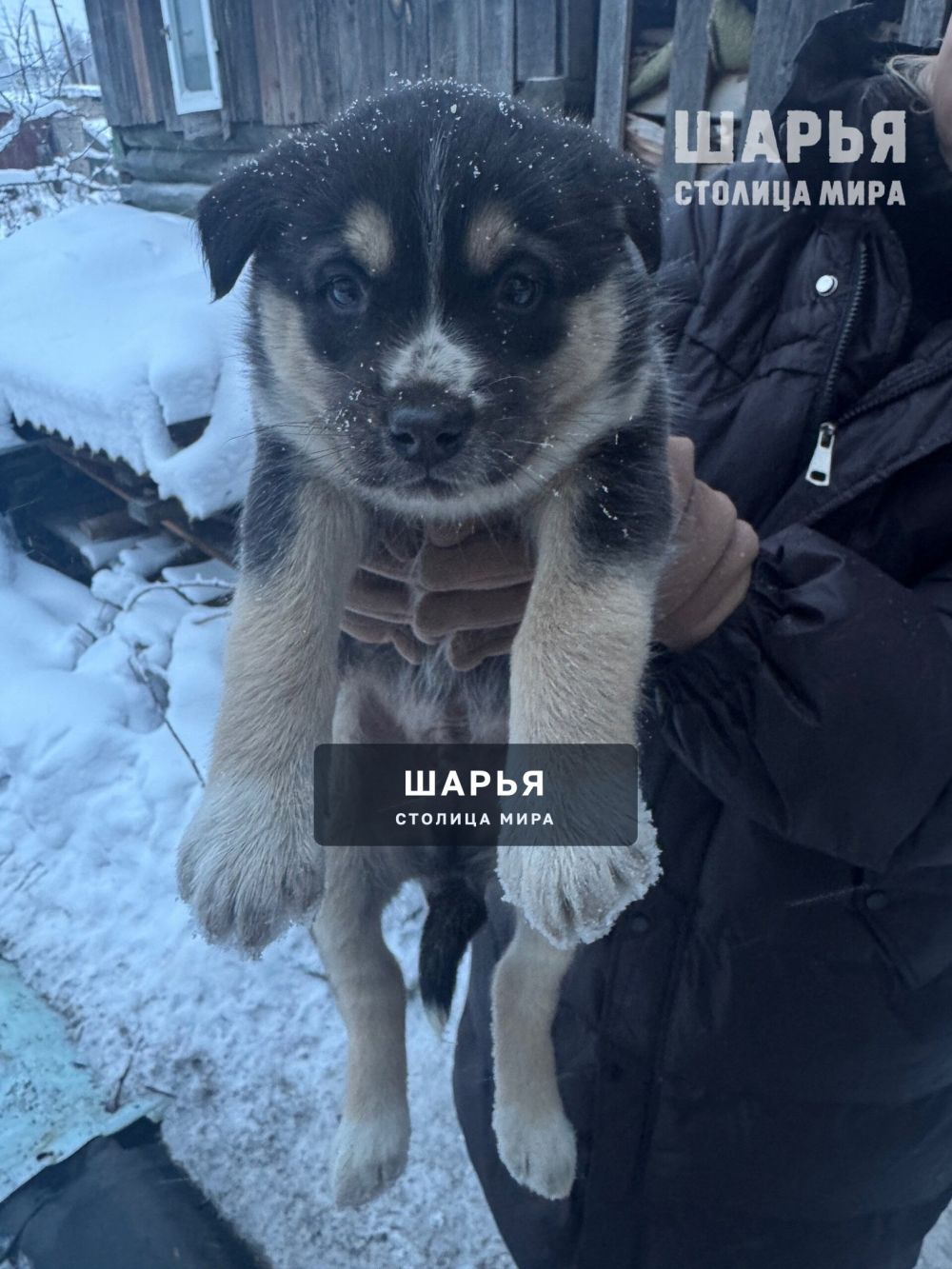 У щенков всё меньше времени — Шарья — фото 2