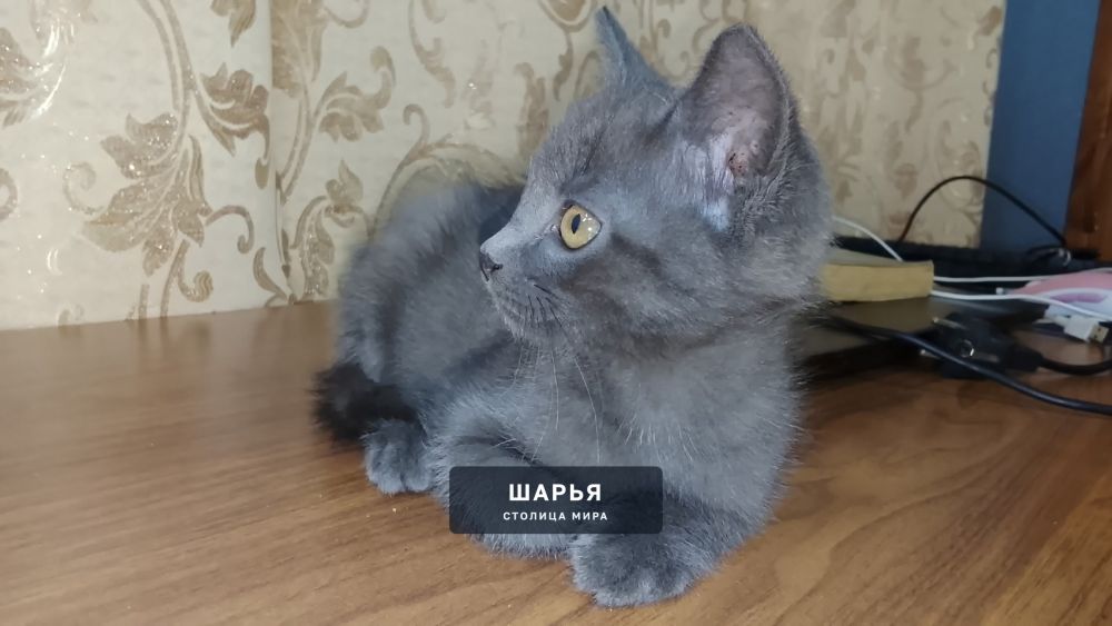 Нашел бездомного котенка, возже жд путей — Шарья — фото 2